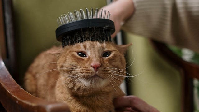 Picture for category Cat Brushes